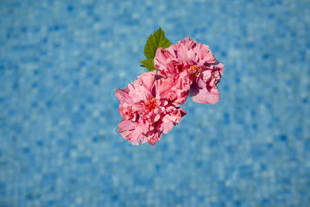 pink flower floating in a blue swimming poolの写真素材