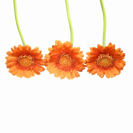 vibrant orange gerberas (isolated on white, copy space)の写真素材