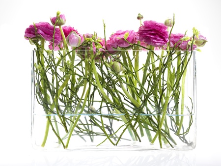 fresh pink flowers crowfoot in a glass vase, white background