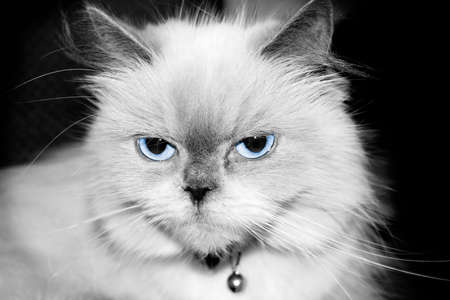 A blue point himalayan catの写真素材