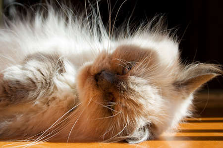 A blue point himalayan cat relaxing on the floorの写真素材