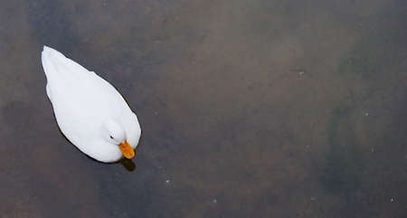 A white duck seeing from topの写真素材
