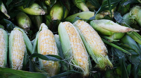 A bunch of Corn