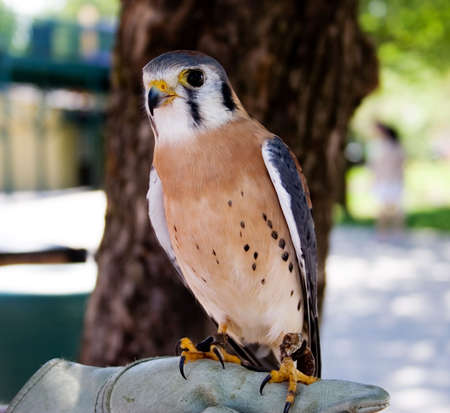 Peregrine Falcon Portraitの写真素材