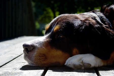 A bernese mountain dog relaxing on the floorの写真素材