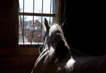 Horse looking through a window in a stableの写真素材