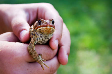 A frog in a little boy's hands.の写真素材