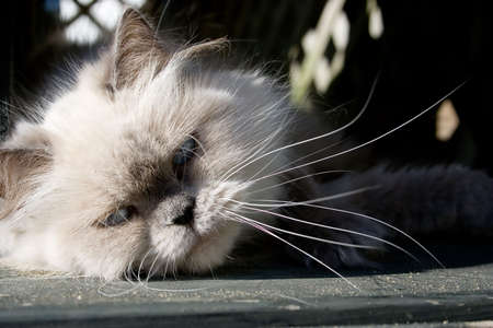 A blue point himalayan cat relaxing on the floorの写真素材