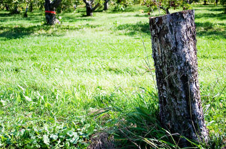 A tree stump in the middle of the grassの写真素材
