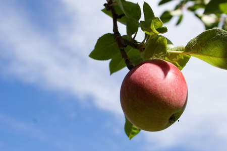 A apple on a beautiful blue skyの写真素材