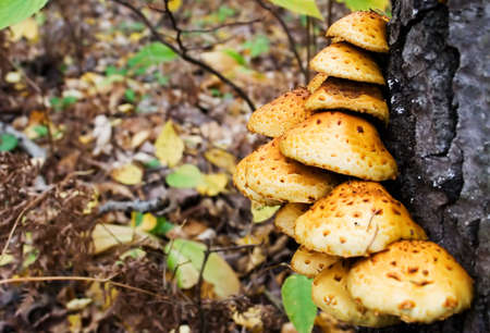 Mushroom colony on a treeの写真素材