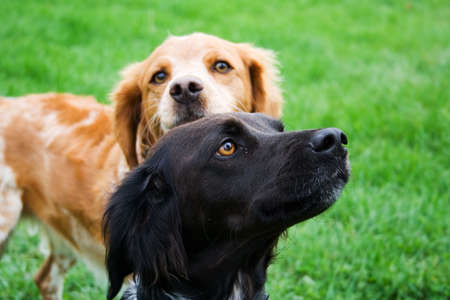 two dogs with one a bit out of focus in the backの写真素材