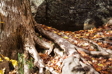 Roots of the old tree with autumn's leafsの写真素材