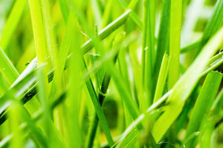 Macro of grassの写真素材