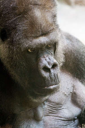 Gorilla Close Up