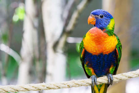 Lori on a ropeの写真素材