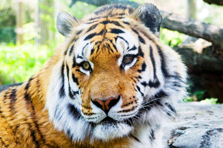 Tiger at a zoo