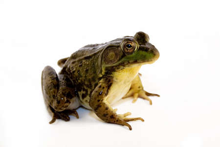 Green frog isolated on white backgroundの写真素材
