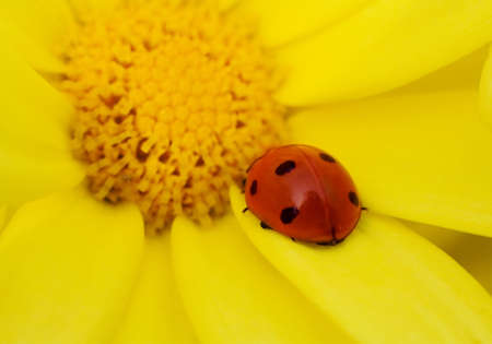 Macro of a ladybug on yellow flower (Shallow DOF, Focus on the ladybug)の写真素材