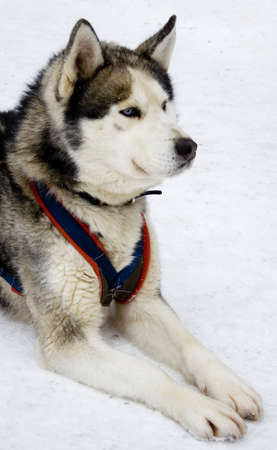 Husky lying in the snowの写真素材