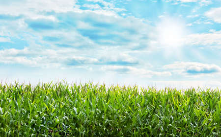Beautiful Corn plants field with a nice blue pastel skyの写真素材