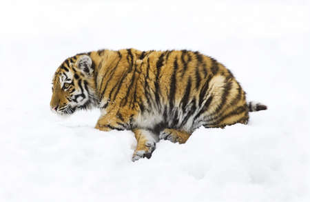  siberian tiger on a snow background.の写真素材