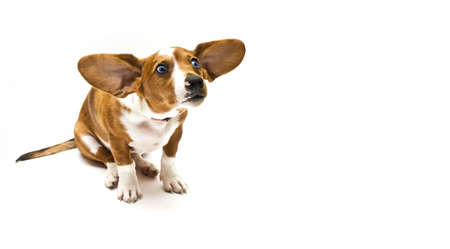 Sweet Dachshund ( teckel ) dog sitting on a white backgroundの写真素材