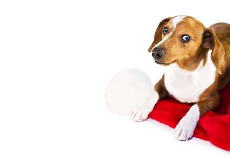A dachshund puppy resting on a santa claus hat\rの写真素材