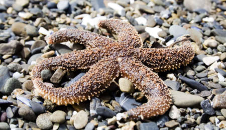 Starfish on a beach in Gaspesie (Quebec)の写真素材