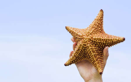Hand holding starfish in the skyの写真素材