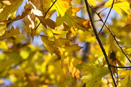 Autumn leaves on a beautiful blue sky background