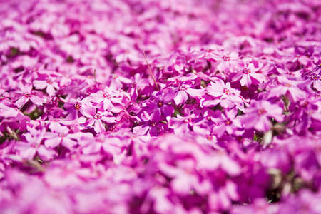 A beautiful background of a Violet flowers field.の写真素材