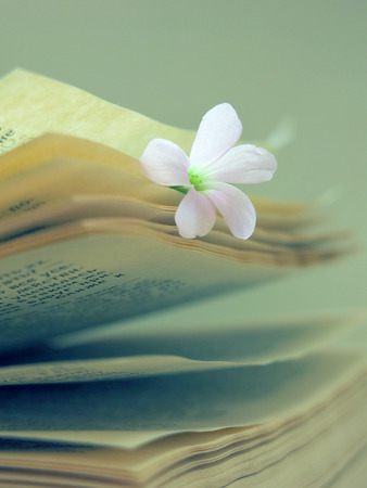 Book with flowerの写真素材