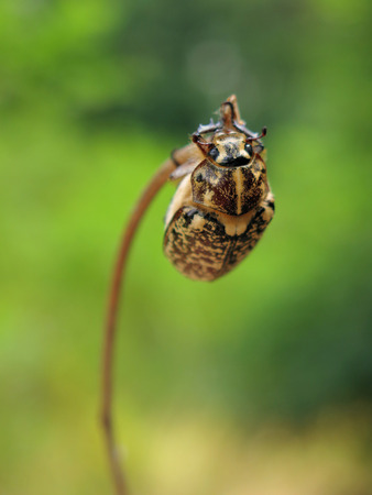 beetleの写真素材