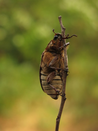 beetleの写真素材