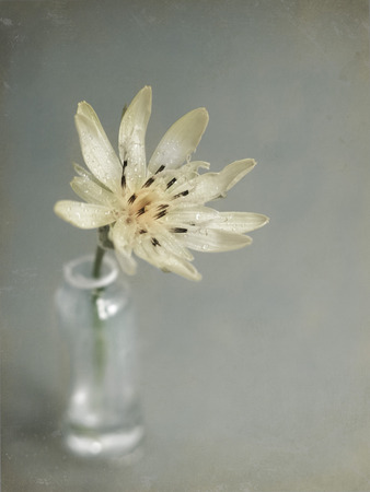 yellow flowerの写真素材