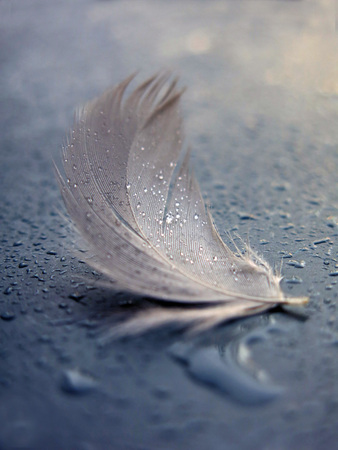 Feather and drops