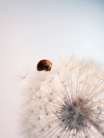 ladybird on dandelionの写真素材
