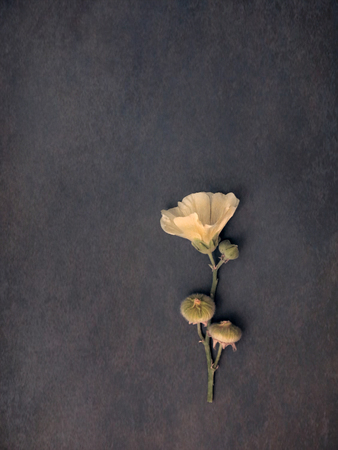 mallow flowerの写真素材