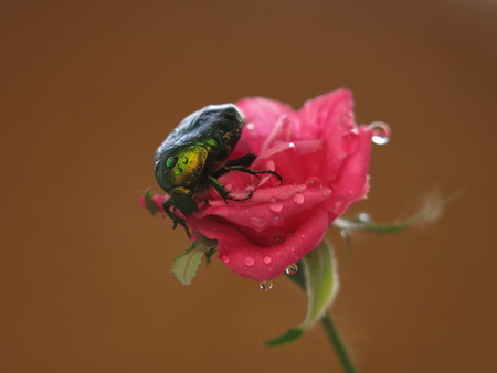 Beetle on a flowerの写真素材