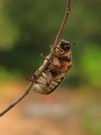 beetle Polyphylla