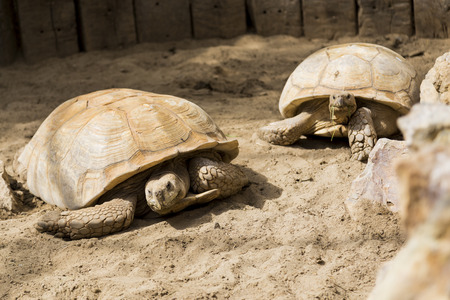 Giant Turtle Family at a zoo park in Belgiumの写真素材
