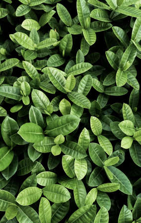 ixora's leaves are green natureの写真素材