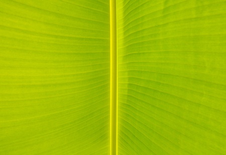 banana leaf background の写真素材