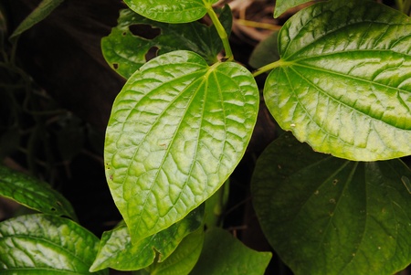 green betel leaf.の写真素材