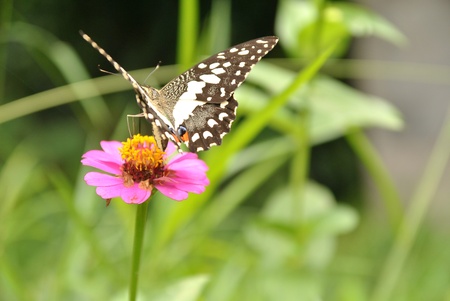 Movement of butterfly in natural environment with spread wingの写真素材