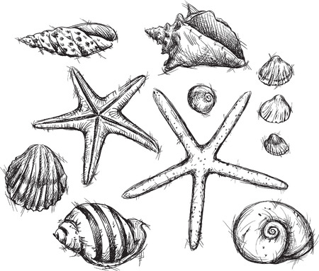 Selection of sea shells drawingsのイラスト素材