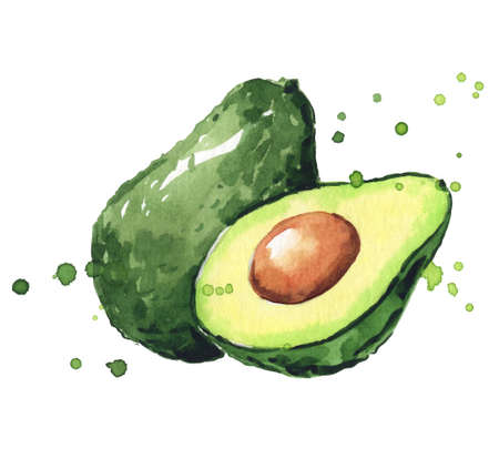 Fresh green avocado watercolor illustrationのイラスト素材