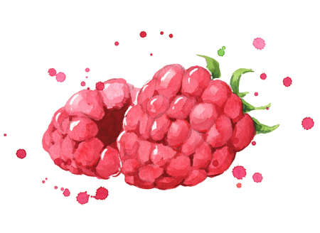 fresh ripe raspberry watercolor illustrationのイラスト素材