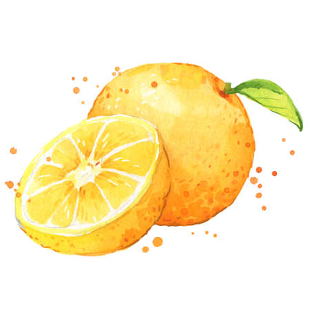 Sweet fresh orange fruit watercolor illustrationのイラスト素材